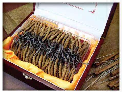 甘洛冬虫夏草回收